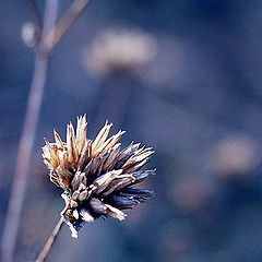 фото "The Winter Blues #3"