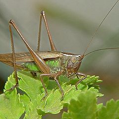 photo "Grasshopper"