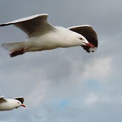 photo "-- flying high --"