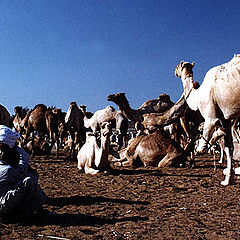 фото "Camel Market"