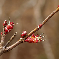 фото "This Bud`s For You"