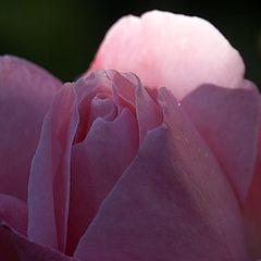 photo "inside rose"