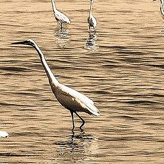 photo "Herons` beach"