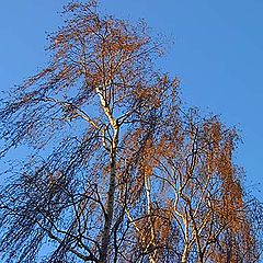 photo "Two dancing trees"