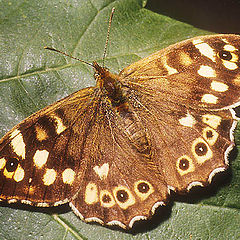 фото "Speckled Wood Butterfly"