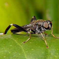 фото "A type of fly"