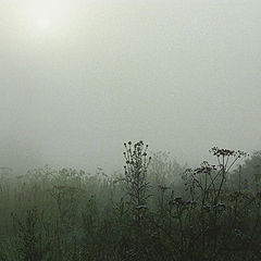 photo "Expectation of summer fogs."