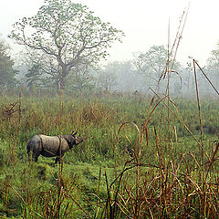 photo "Nepal, Terai"