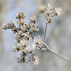 photo "The Winter Blues #4"