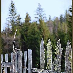 photo "Kitchen garden"