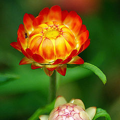 photo "Strawflower (Helichrysum bracteatum) 3"