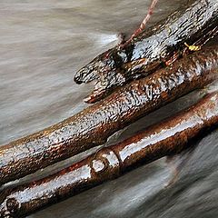 photo "Water #1"