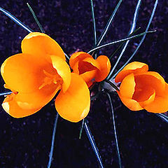 photo "Crocus Bloom"