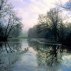 фото "Heron and ducks"