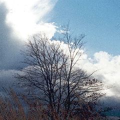 photo "Sky and tree"