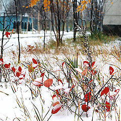 фото "Первый снег."