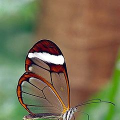 photo "Glasswing"