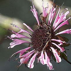 photo "monarda #1"