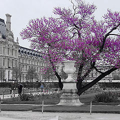 photo "One more pink tree"