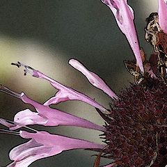 photo "monarda #1. detail"