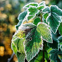 фото "First frost in fall"