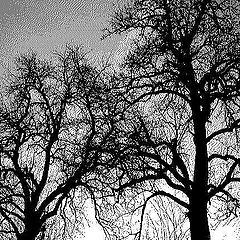 фото "Sleeping Trees"