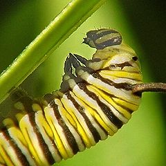 photo "Monarch caterpillar"