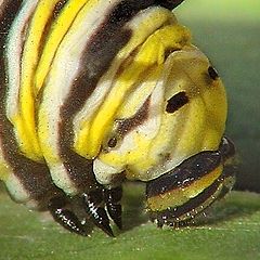 photo "Monarch caterpillar face"