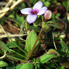 фото "Wildflowers in February"