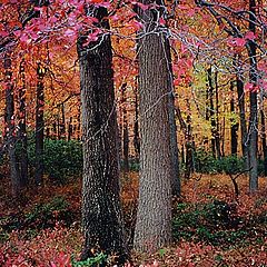 фото "Two Trees in Autumn"