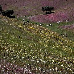 фото "Alentejo"