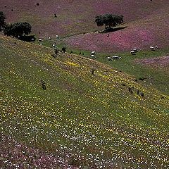 фото "Alentejo"