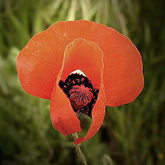 photo "POPPY"