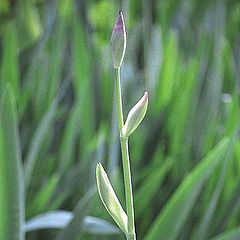 photo "Timidity of youth (iris 1)"