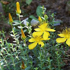 photo "hypericum"