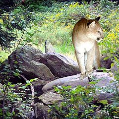 photo "Lone Hunter"