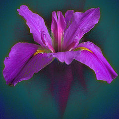 photo "Iris"