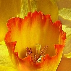 photo "Daffodil"