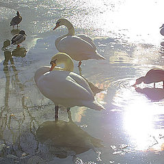 photo "Swans lake"