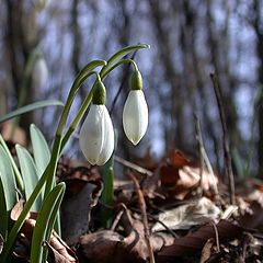 photo "First Flowers You Can See in February"