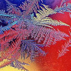 фото "rainbow frost feather"