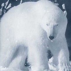 photo "Polar bear on North Pole."