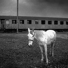 photo "The white Horse of Don Q."