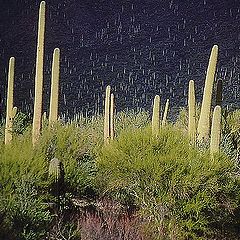 photo "Saguaro forest # 1"