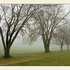 photo "Foggy morning (Diagonals)"