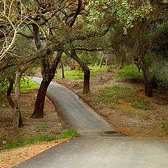 фото "WINTER. GALIFORNIA 2002"