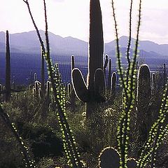 фото "Saguaro forest # 2"