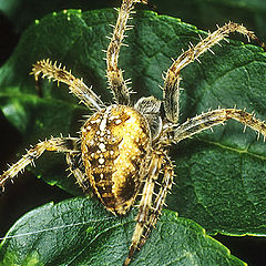 photo "Garden Spider"