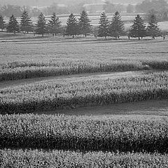 фото "The Cornfield"