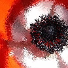 photo "anemone jelley"
